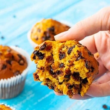 The best pumpkin muffin recipe with chocolate chips muffin torn open to show chocolate chips inside